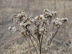 Solidago rigida rigida