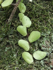 Lemmaphyllum microphyllum