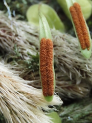 Lemmaphyllum microphyllum