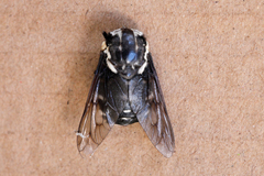 Triclista guttata