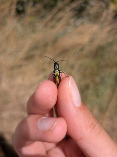 Woodland Grasshopper