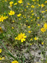 Tetraneuris linearifolia