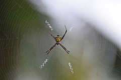 Argiope pulchella