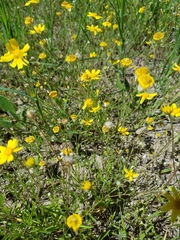 Tetraneuris linearifolia