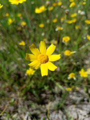 Tetraneuris linearifolia