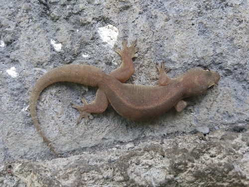 Common Four-clawed Gecko