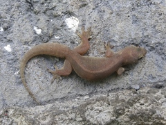 Stump-Toed Gecko photo 4