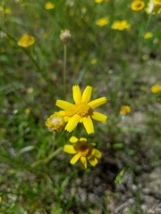 Tetraneuris linearifolia