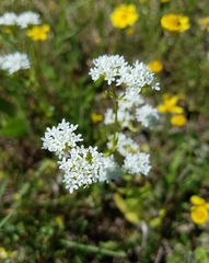 Valerianella florifera