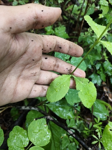 Amur barberry