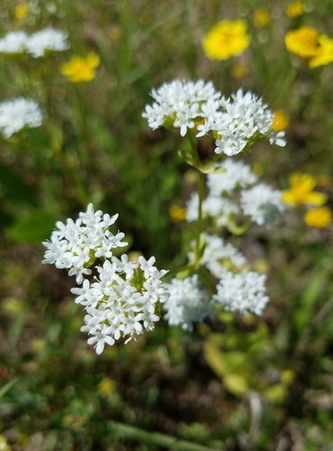Floriferous Cornflower (Valerianella florifera)