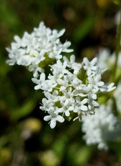 Valerianella florifera