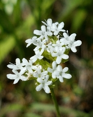 Valerianella florifera