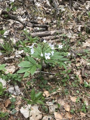 Cardamine heptaphylla