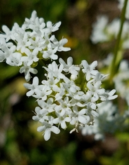 Valerianella florifera