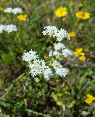 Valerianella florifera