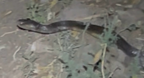 Ashe's Spitting Cobra