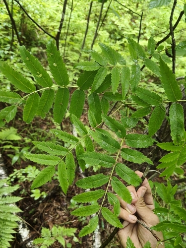European mountain ash