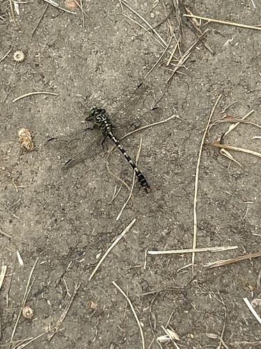 Small Pincertail