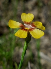 Linum imbricatum