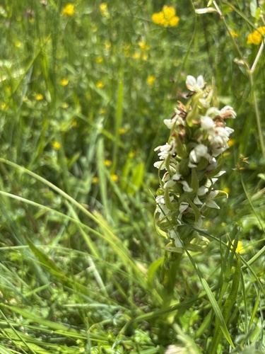 Early Marsh-orchid
