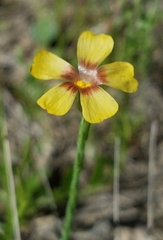 Linum imbricatum