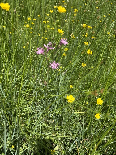 ragged-robin