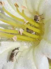 Codon