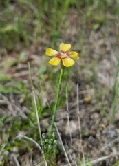 Linum imbricatum