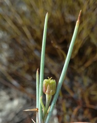 Centella glauca