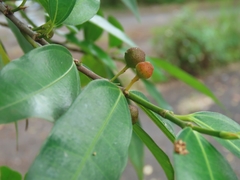Ficus ampelos