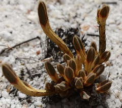 Psammotropha quadrangularis