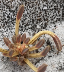 Psammotropha quadrangularis