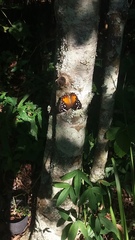 Paralethe dendrophilus