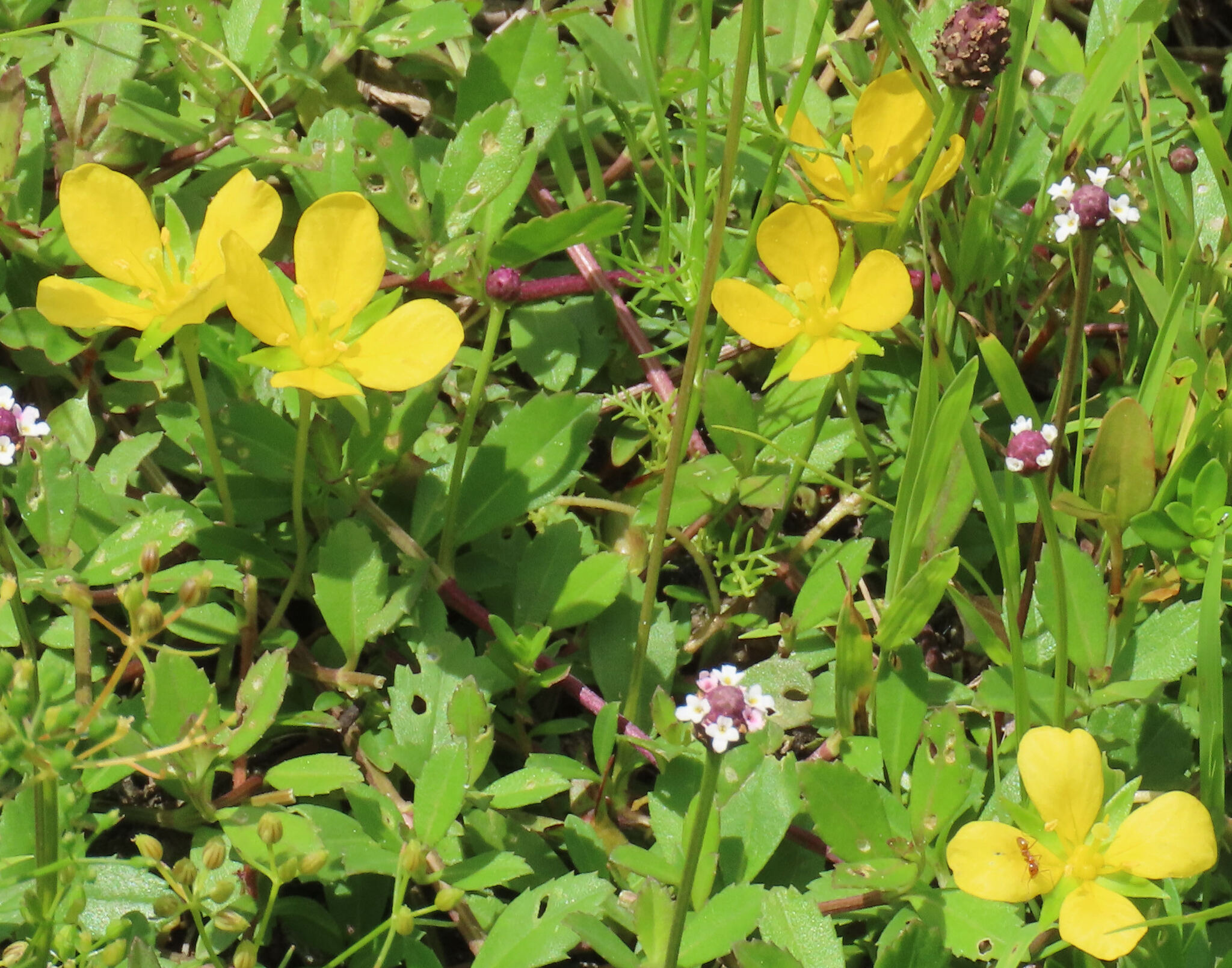 Imagem de Ludwigia arcuata