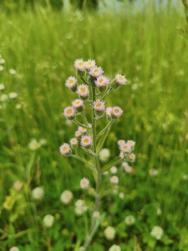 bitter fleabane