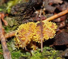 Neobarya agaricicola
