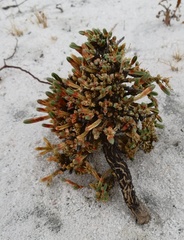 Psammotropha quadrangularis