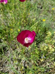 Callirhoe papaver
