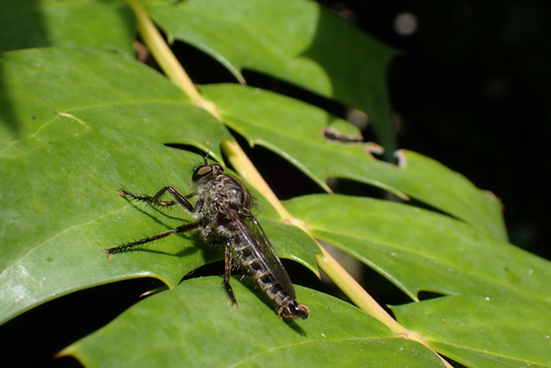 Machimus intermedius