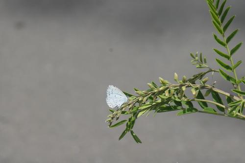 Holly Blue
