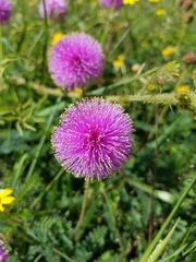 Mimosa hystricina