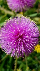 Mimosa hystricina