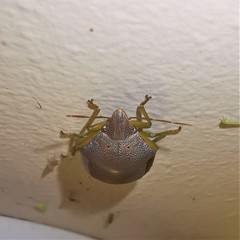 Coleotichus excellens