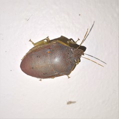 Coleotichus excellens