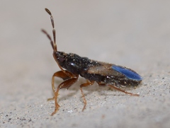 Tropistethus lanternae