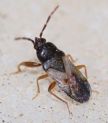 Tropistethus lanternae