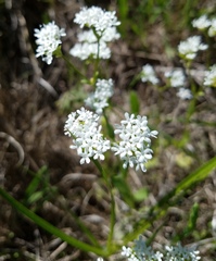 Valerianella florifera