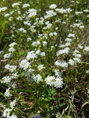 Valerianella florifera