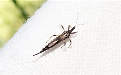 Idolothrips spectrum